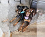 Small #1 Doberman Pinscher