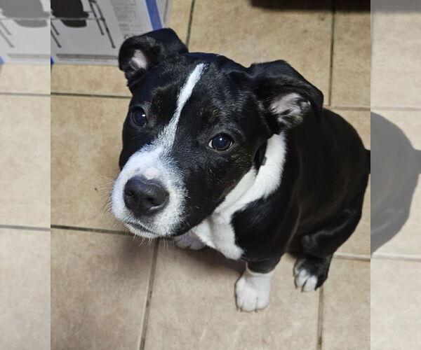 Medium Photo #2 American Pit Bull Terrier-Unknown Mix Puppy For Sale in Croydon, NH, USA
