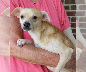 Chihuahua Dogs for adoption in Prattville, AL, USA