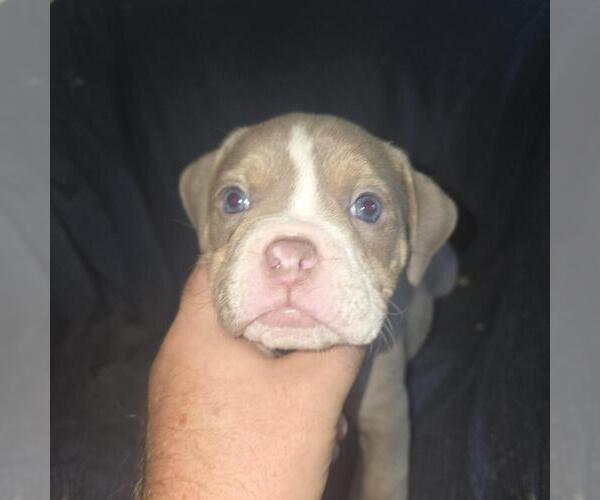 Medium Photo #9 Olde English Bulldogge Puppy For Sale in HAMLER, OH, USA