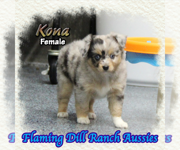 Medium Photo #1 Miniature Australian Shepherd Puppy For Sale in FORESTBURG, TX, USA