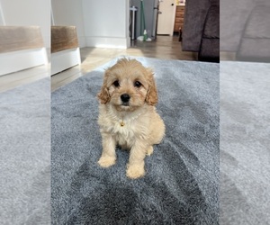 Cavapoo Puppy for sale in BELDING, MI, USA