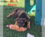 Small #5 Australian Shepherd Mix