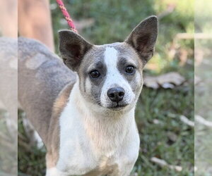 Chihuahua Dogs for adoption in Yardley, PA, USA