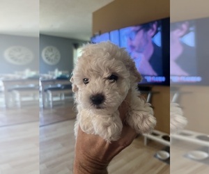 Poodle (Toy) Puppy for Sale in COON RAPIDS, Minnesota USA