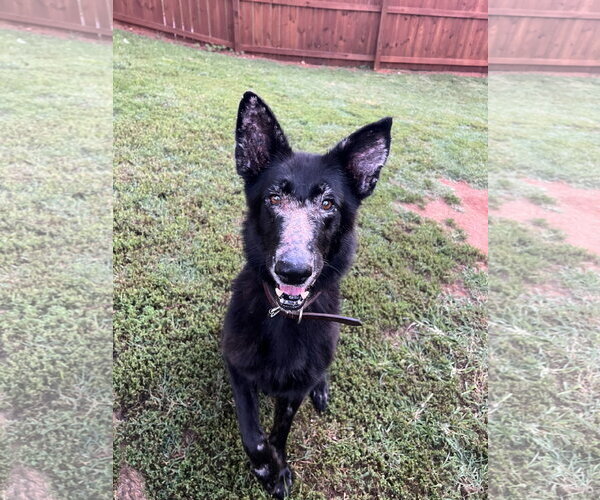 Medium Photo #2 German Shepherd Dog Puppy For Sale in Centreville, VA, USA