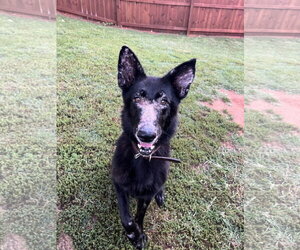 Keiko 6388 - Female German Shepherd Dog Dog for Adoption - Photo #2