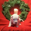 Small Photo #241 Dogo Argentino Puppy For Sale in PINEVILLE, MO, USA