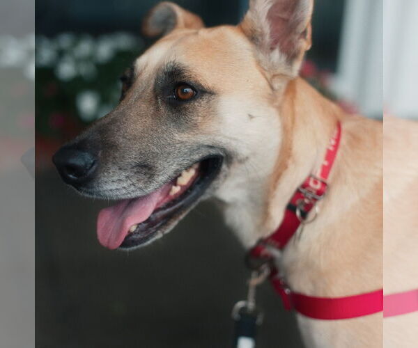 Medium Photo #2 German Shepherd Dog-Unknown Mix Puppy For Sale in San Jose, CA, USA