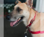 Small #1 German Shepherd Dog Mix
