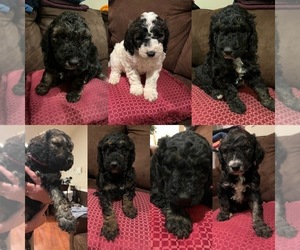 Poodle (Standard) Litter for sale in DEER PARK, WA, USA