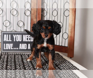 Cavapoo Puppy for sale in NAPLES, FL, USA