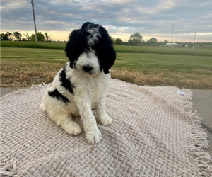 Poodle (Standard) Puppy for Sale in SPARTA, Missouri USA