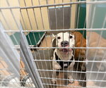 Small American Pit Bull Terrier