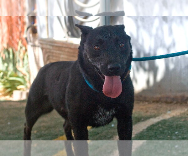 Medium Photo #5 Labrador Retriever Puppy For Sale in Apple Valley, CA, USA
