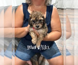 Poovanese Puppy for Sale in BEECHGROVE, Tennessee USA