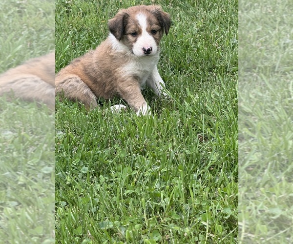 Medium Photo #4 Border Collie Puppy For Sale in BERRIEN SPRINGS, MI, USA