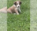 Small #3 Border Collie