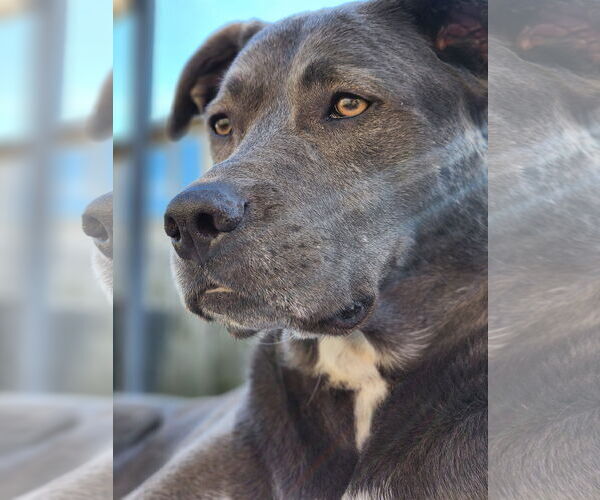 Medium Photo #2 Blue Lacy-Unknown Mix Puppy For Sale in Rosenberg, TX, USA