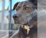 Small #1 Blue Lacy Mix