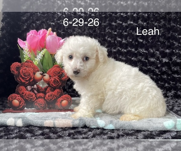 Medium Photo #3 Bichon Frise Puppy For Sale in MOUNT PLEASANT, MI, USA