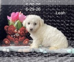 Small #2 Bichon Frise