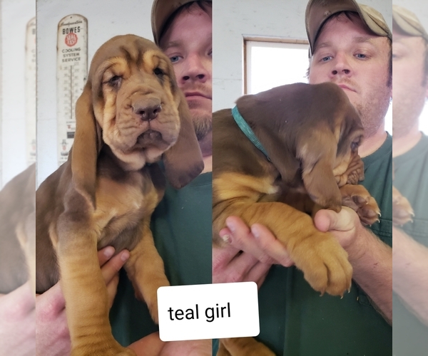Medium Photo #4 Bloodhound Puppy For Sale in BARTLEY, NE, USA