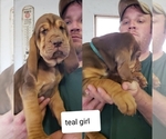 Small Photo #4 Bloodhound Puppy For Sale in BARTLEY, NE, USA