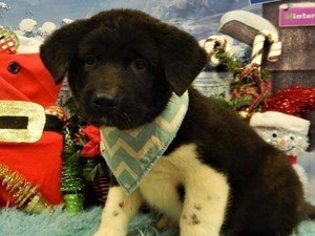 Akita Puppy for sale in TEMECULA, CA, USA