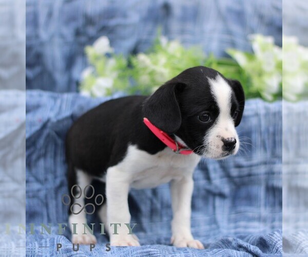 Medium Photo #4 Boston Terrier-Cock-A-Poo Mix Puppy For Sale in PORT ROYAL, PA, USA