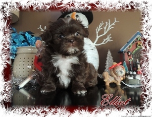 Shih Tzu Puppy for sale in SNOVER, MI, USA