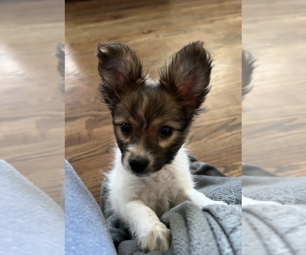 Medium Photo #1 Papillon Puppy For Sale in BEECH GROVE, IN, USA