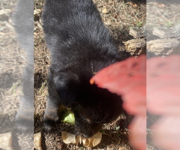 Medium Photo #11 F2 Aussiedoodle Puppy For Sale in ONAWAY, MI, USA