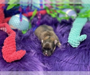 Pomeranian Puppy for sale in STKN, CA, USA