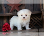 Small #1 Maltese