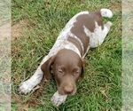 Small Photo #6 German Shorthaired Pointer Puppy For Sale in HARMONY, PA, USA