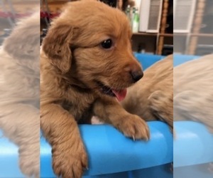 Golden Retriever Puppy for sale in SANTA ANA, CA, USA