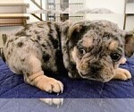 Puppy Puppy 2 French Bulldog