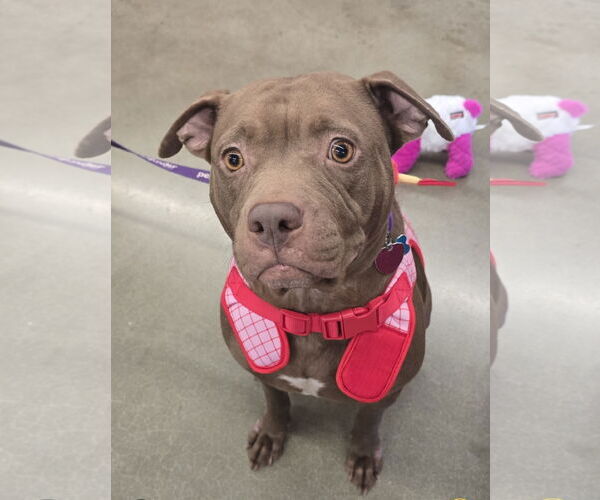 Medium Photo #2 American Staffordshire Terrier Puppy For Sale in Rosenberg, TX, USA