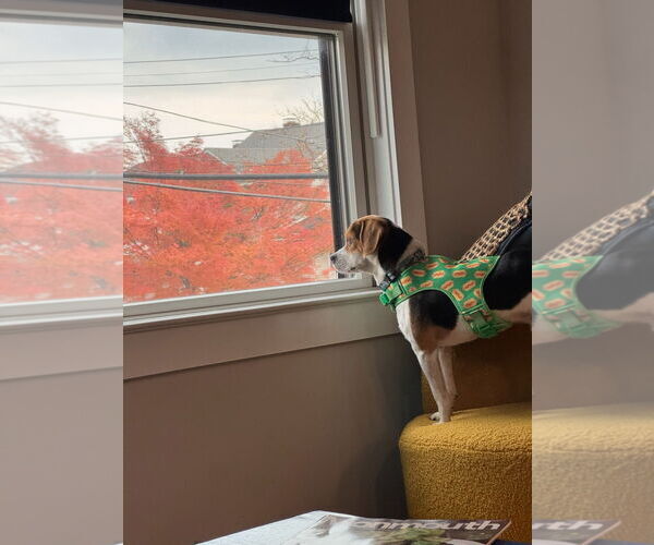 Medium Photo #3 Beagle Puppy For Sale in Spring Lake, NJ, USA