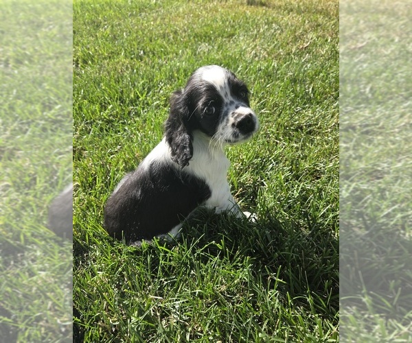 Medium Photo #1 Cocker Spaniel-English Springer Spaniel Mix Puppy For Sale in BAYLISS, CA, USA