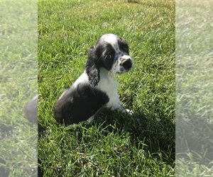Cocker Spaniel-English Springer Spaniel Mix Puppy for Sale in BAYLISS, California USA