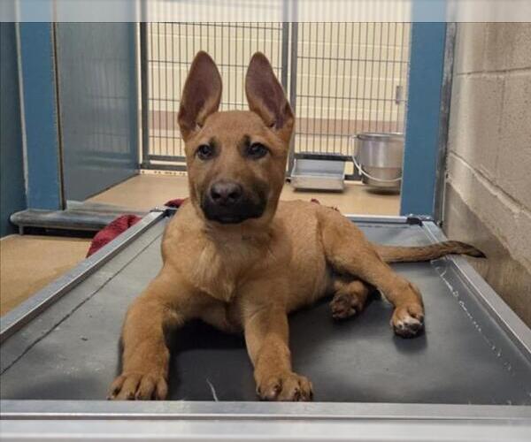 Medium Photo #1 German Shepherd Dog-Unknown Mix Puppy For Sale in Martinez, CA, USA