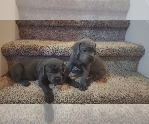 Medium Photo #18 Cane Corso Puppy For Sale in ATASCOCITA, TX, USA