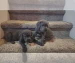 Small Photo #18 Cane Corso Puppy For Sale in ATASCOCITA, TX, USA