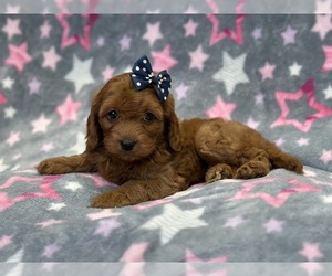 Cavapoo Puppy for Sale in LAKELAND, Florida USA