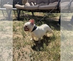 Small #6 French Bulldog