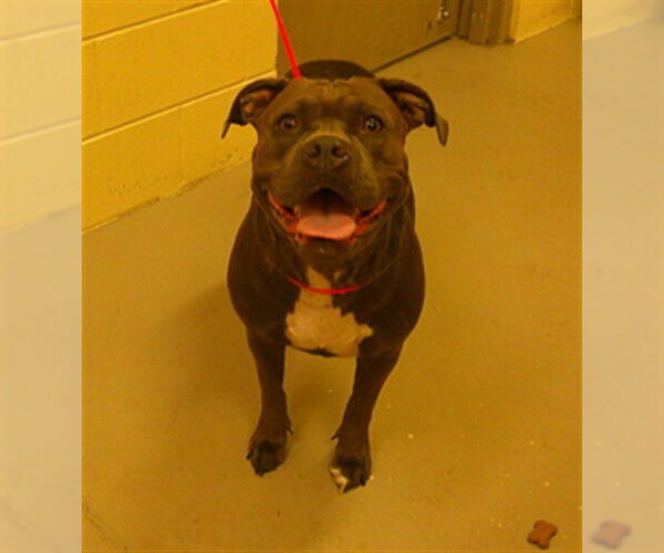 Medium Photo #1 American Pit Bull Terrier-Unknown Mix Puppy For Sale in Sanford, FL, USA