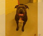 Small American Pit Bull Terrier Mix