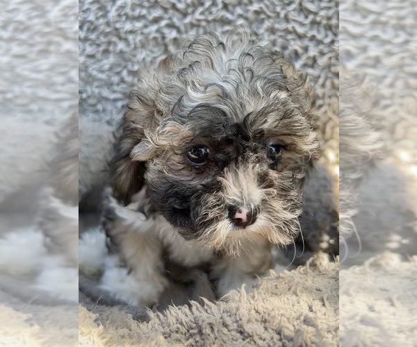 Medium Photo #57 Zuchon Puppy For Sale in RENO, NV, USA